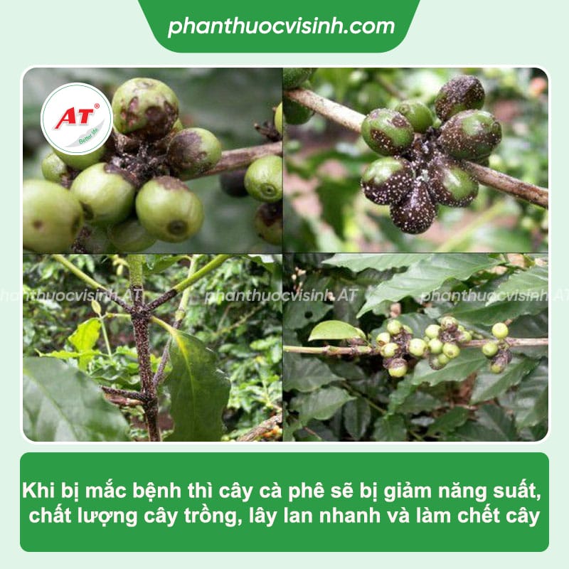 Các loại bệnh trên cây cà phê thường gặp và cách phòng trừ