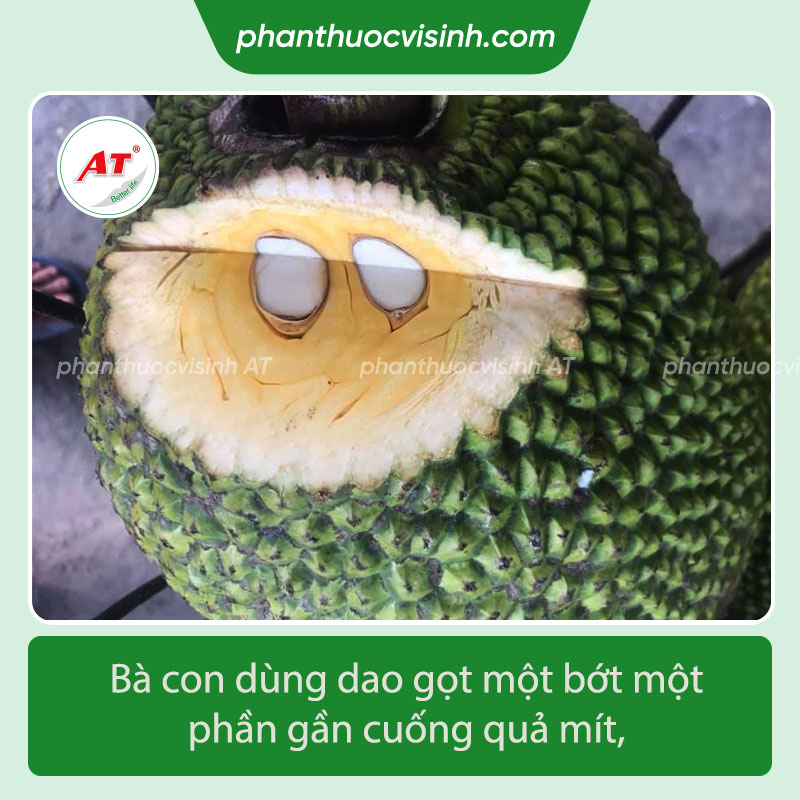 Bôi vôi vào mít có tác dụng gì?