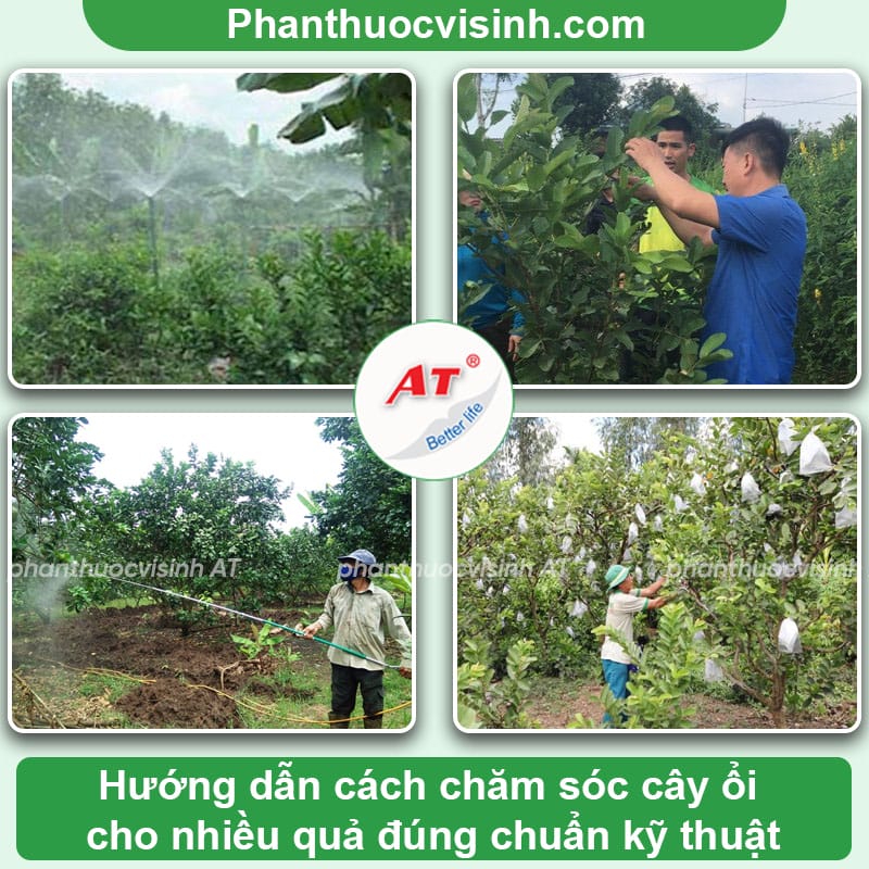 Cách chăm sóc cây ổi cho nhiều quả to ngọt, ít sâu bệnh