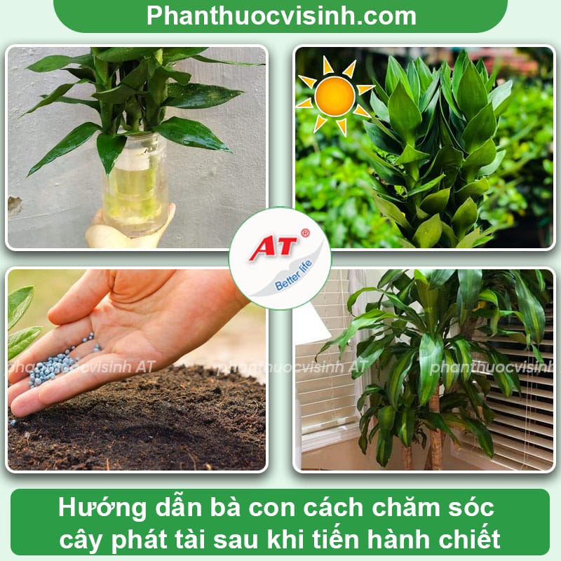 Cách chiết cây phát tài đơn giản, thành công ngay tại nhà
