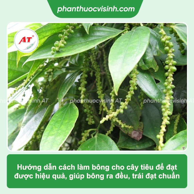 Cách làm bông cho cây tiêu hiệu quả, giúp đạt năng suất cao