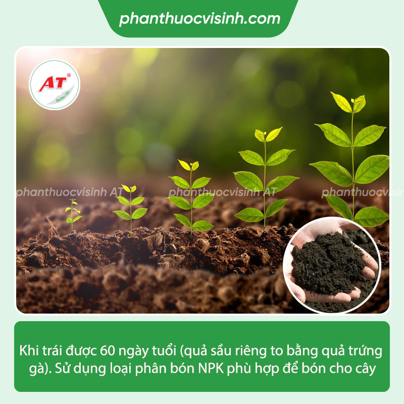 Bí quyết chăm sóc bón phân nuôi trái sầu riêng