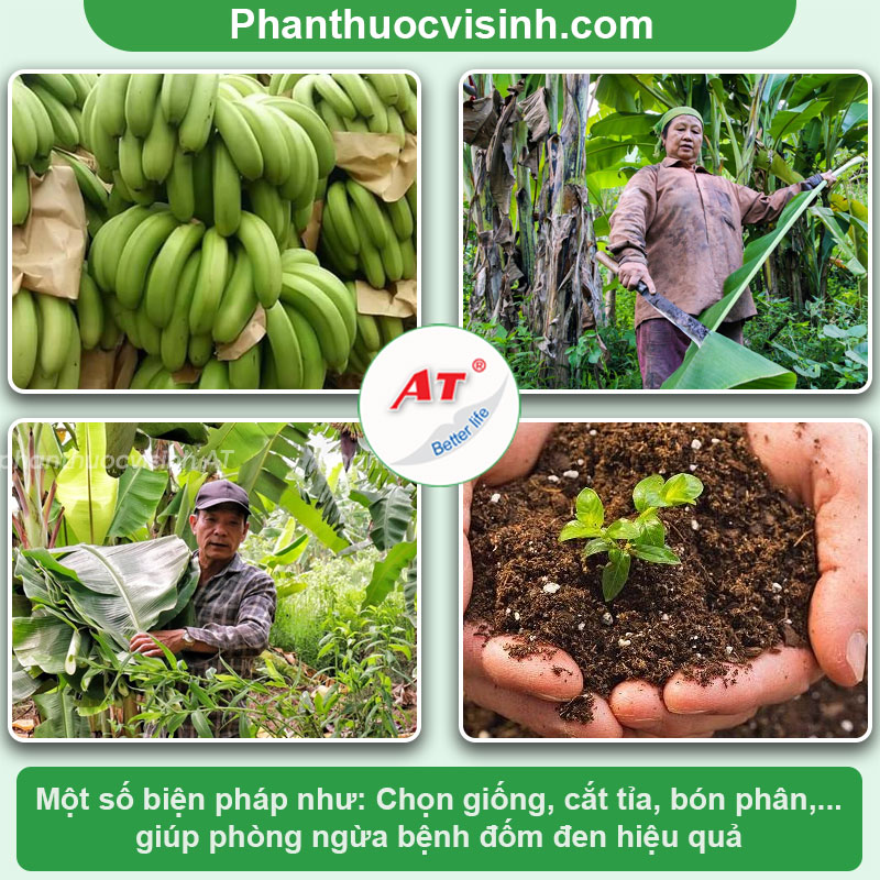 Thuốc đặc trị bệnh đốm đen trên quả chuối