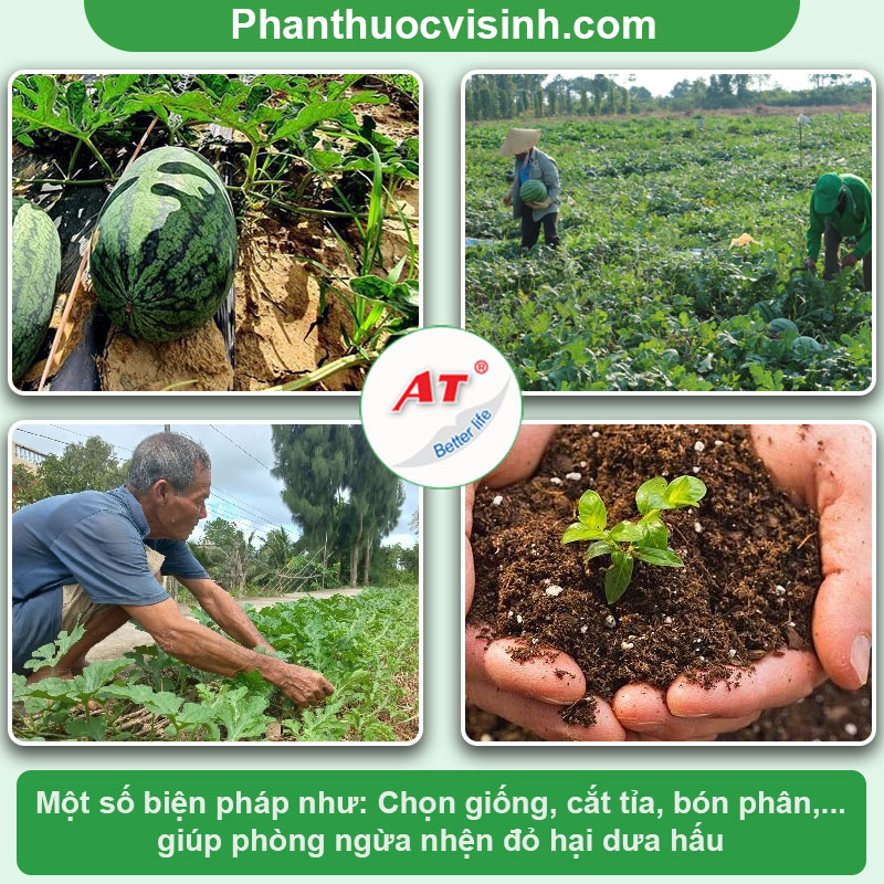 Tìm hiểu nhện đỏ hại dưa hấu và cách phòng ngừa