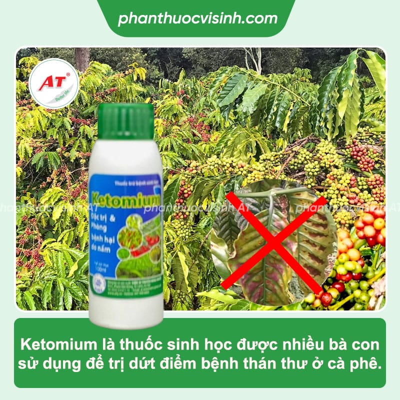 Các loại bệnh trên cây cà phê thường gặp và cách phòng trừ
