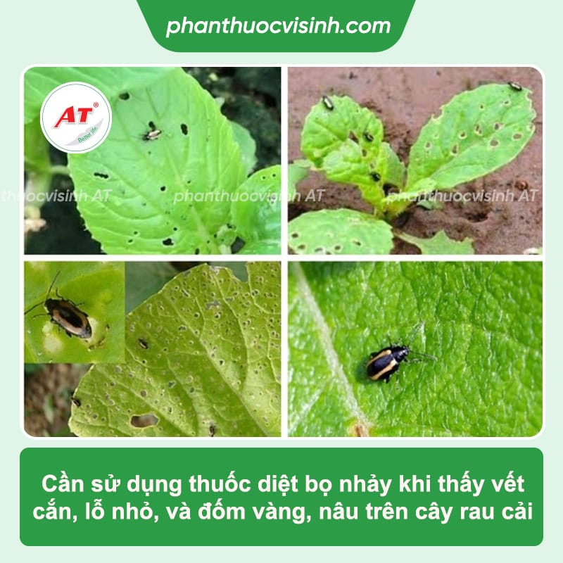 Thuốc diệt bọ nhảy ở rau cải tận gốc, hiệu quả nhanh chóng