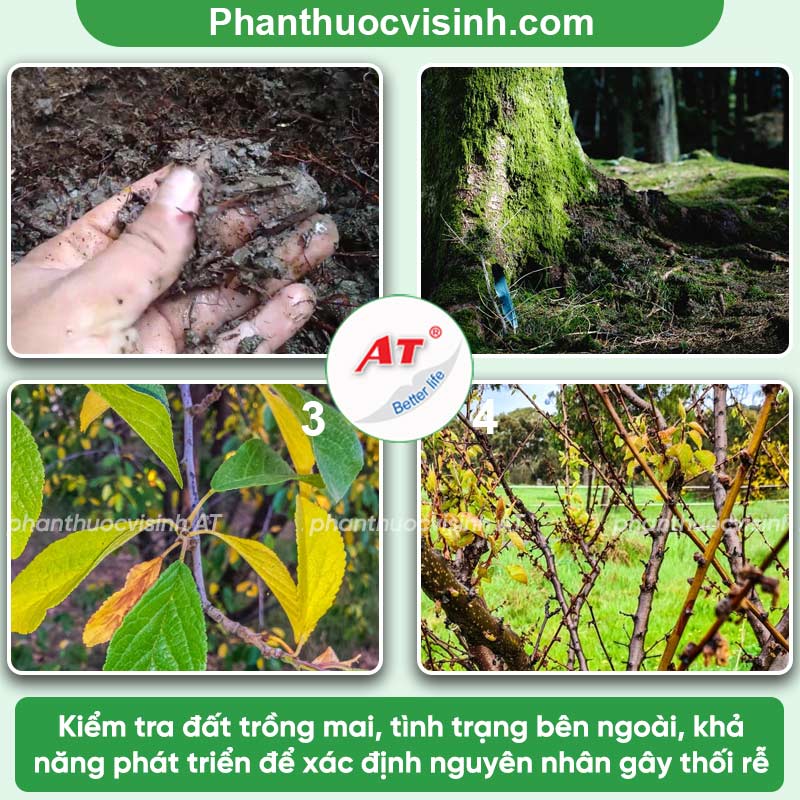 Hướng dẫn các cách xử lý cây mai bị thối rễ hiệu quả nhất