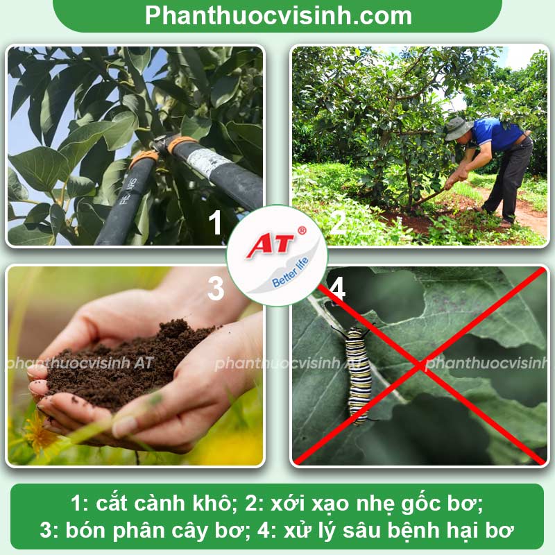 Cách chăm sóc bơ sau thu hoạch mau hồi phục, năng suất cao