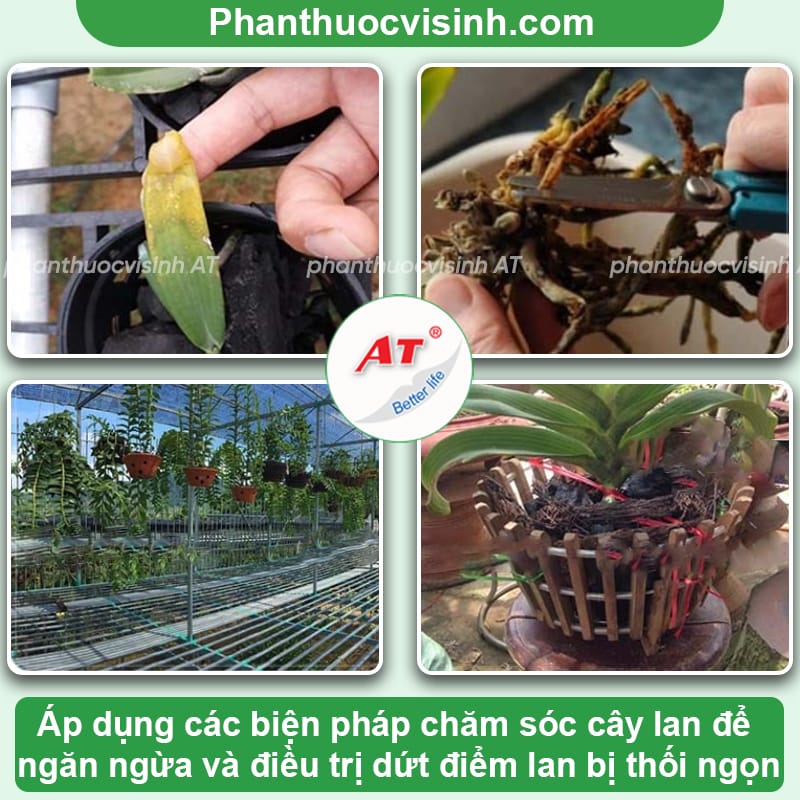 Lan bị thối ngọn: Nguyên nhân do đâu & Cách phòng trừ 3 Lan bị thối ngọn: Nguyên nhân, cách phòng trừ hiệu quả