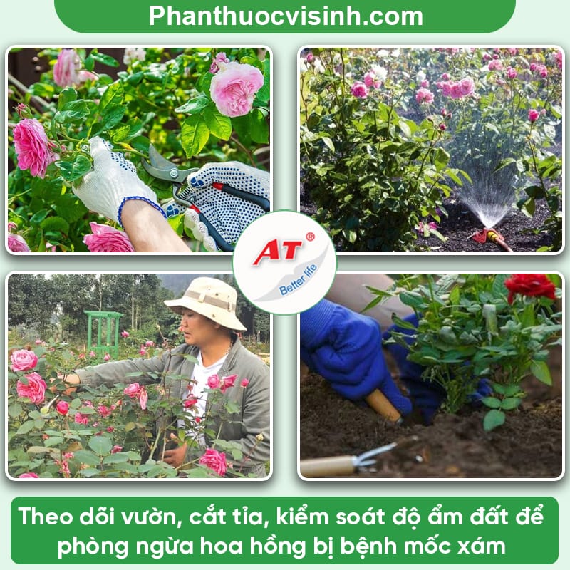 Bệnh mốc xám hoa hồng - Nguyên nhân và cách phòng trị