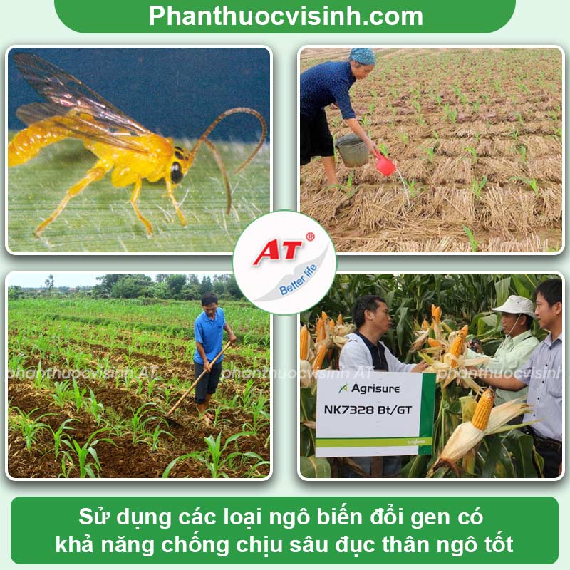 Nhận biết và Phòng trừ sâu đục thân ngô hiệu quả, an toàn
