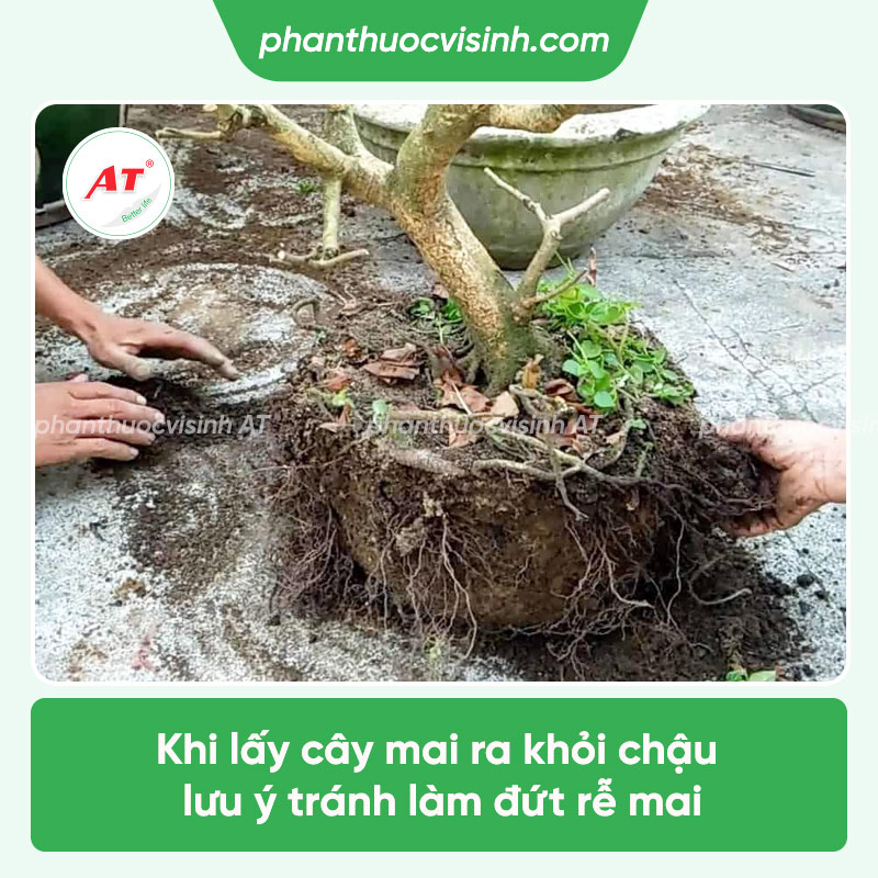 Hướng dẫn các cách xử lý cây mai bị thối rễ hiệu quả nhất