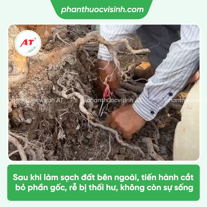Hướng dẫn các cách xử lý cây mai bị thối rễ hiệu quả nhất