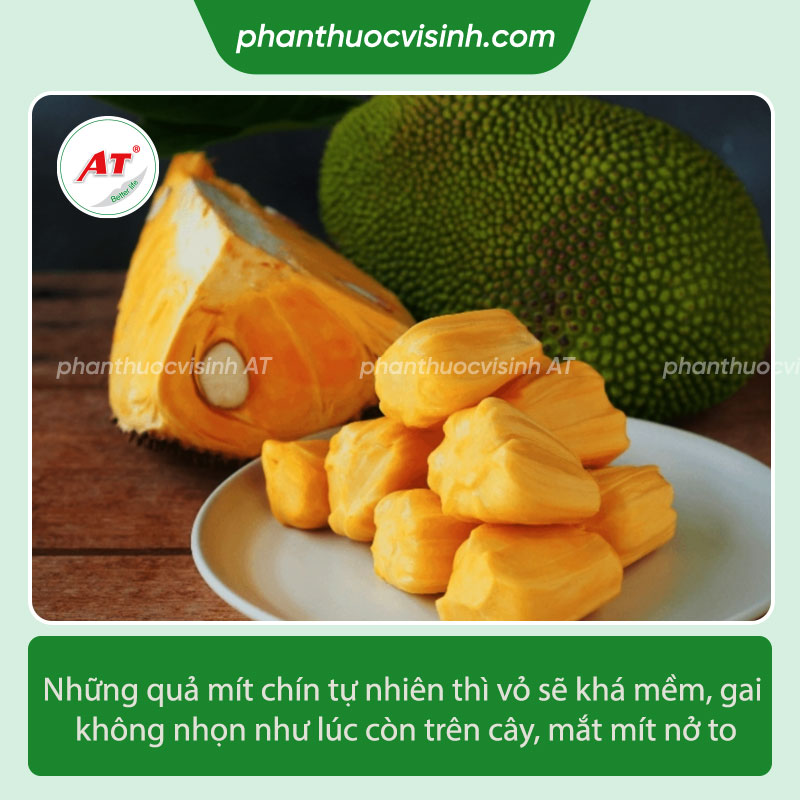 Bôi vôi vào mít có tác dụng gì?