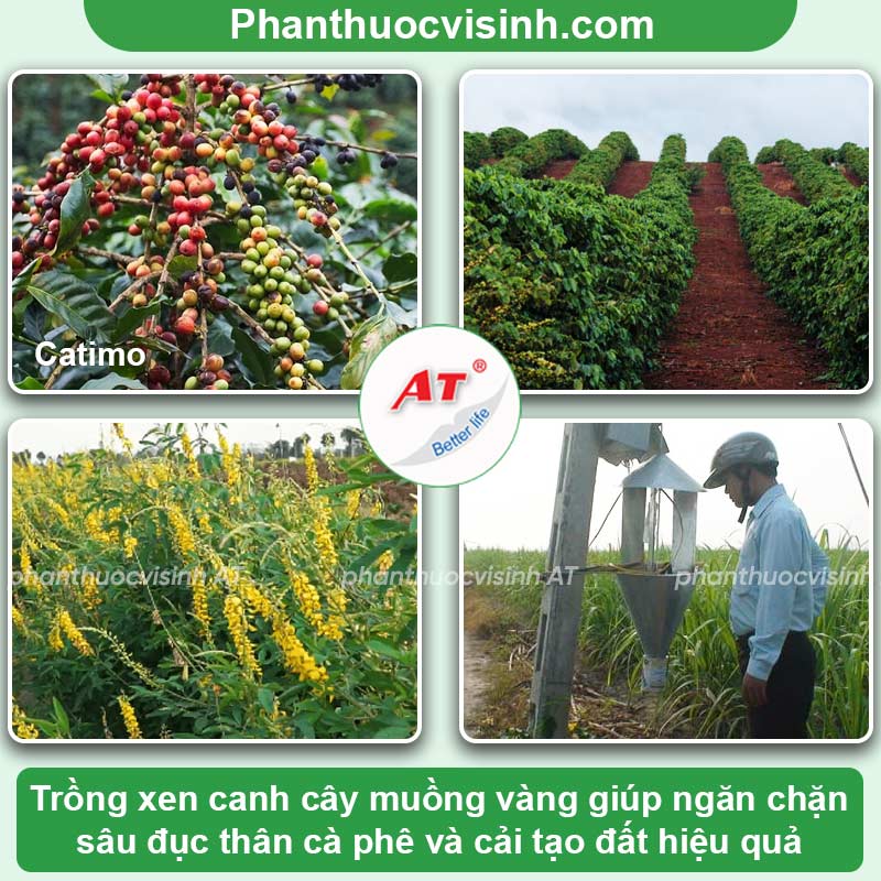 Cách phòng trừ sâu đục thân cà phê an toàn, hiệu quả