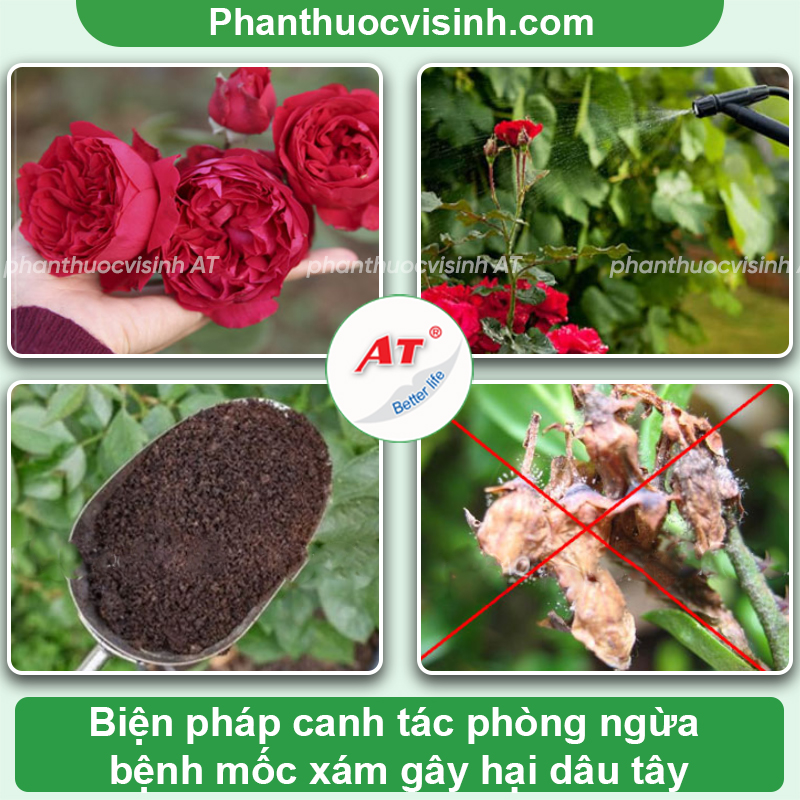 Tìm hiểu bệnh mốc xám ở dâu tây và cách phòng trị