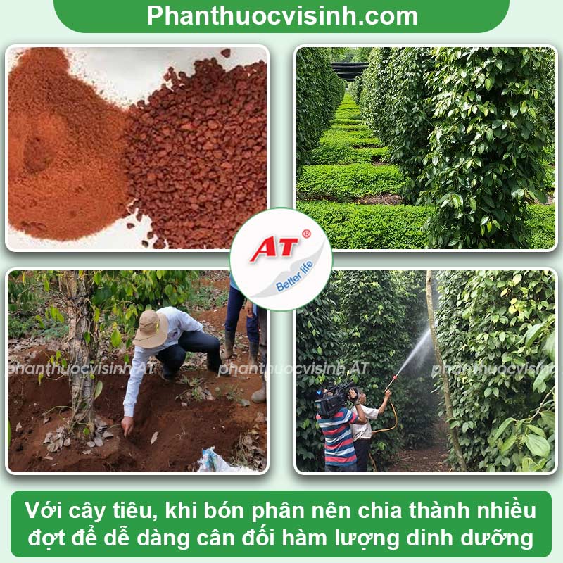 Xử lý cây tiêu bị rụng trái non và biện pháp phòng ngừa