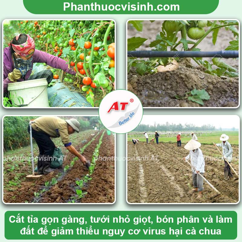 Phòng trừ bệnh virus trên cây cà chua nhanh chóng, hiệu quả