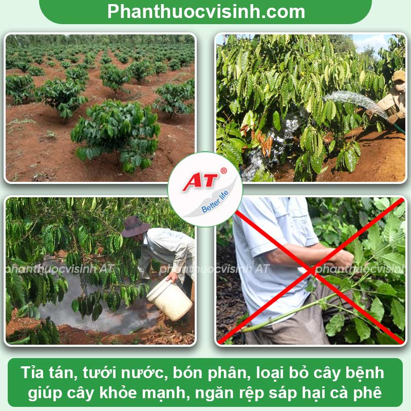 Rệp sáp hại cà phê và cách phòng trừ hiệu quả