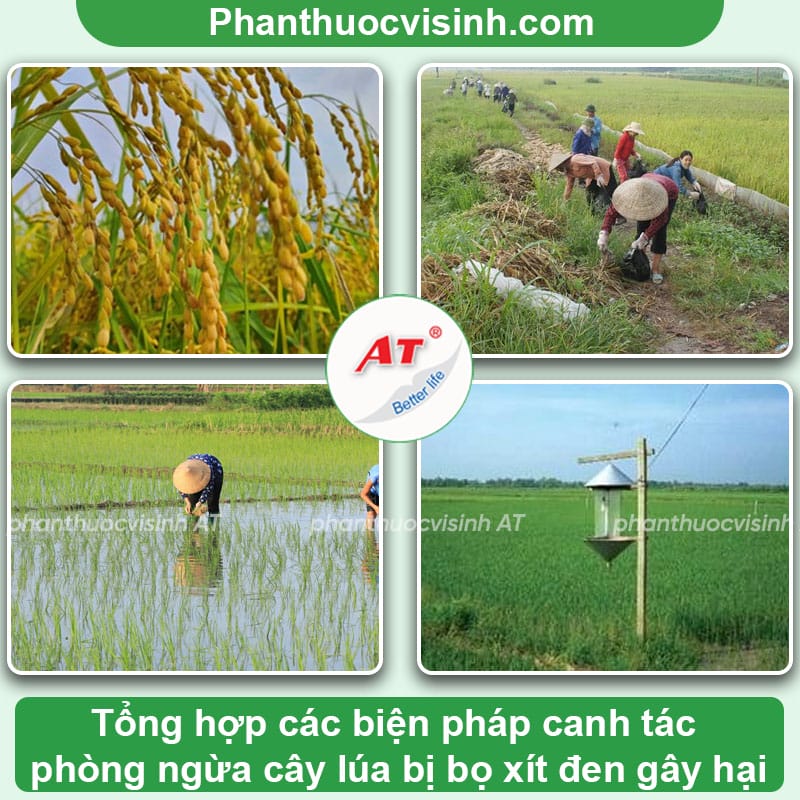 Phòng trừ bọ xít đen hại lúa an toàn, hiệu quả vượt trội