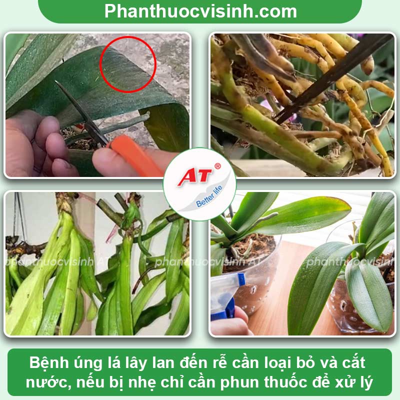 Vì sao lan bị úng lá? Cách xử lý dứt điểm, nhanh chóng