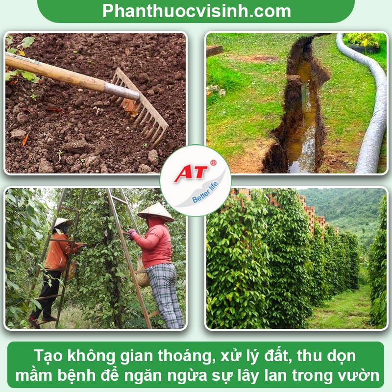 Bệnh héo dây trên cây tiêu - Dấu hiệu, nguyên nhân và cách phòng trị