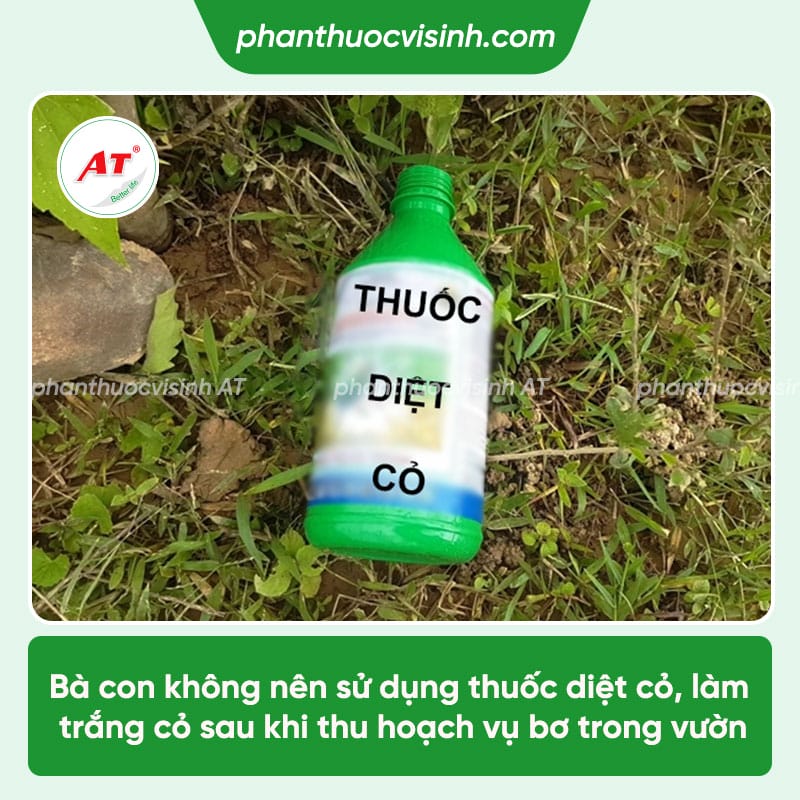 Cách chăm sóc bơ sau thu hoạch mau hồi phục, năng suất cao