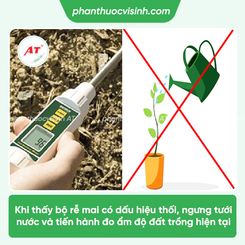 Hướng dẫn các cách xử lý cây mai bị thối rễ hiệu quả nhất