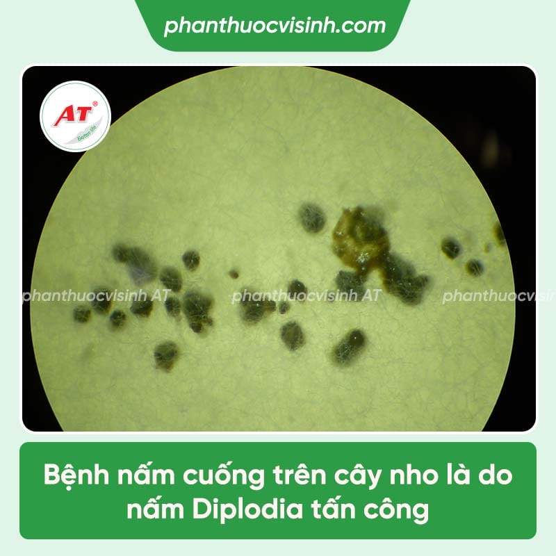 Nguyên nhân nho bị nấm cuống và cách điều trị tận gốc