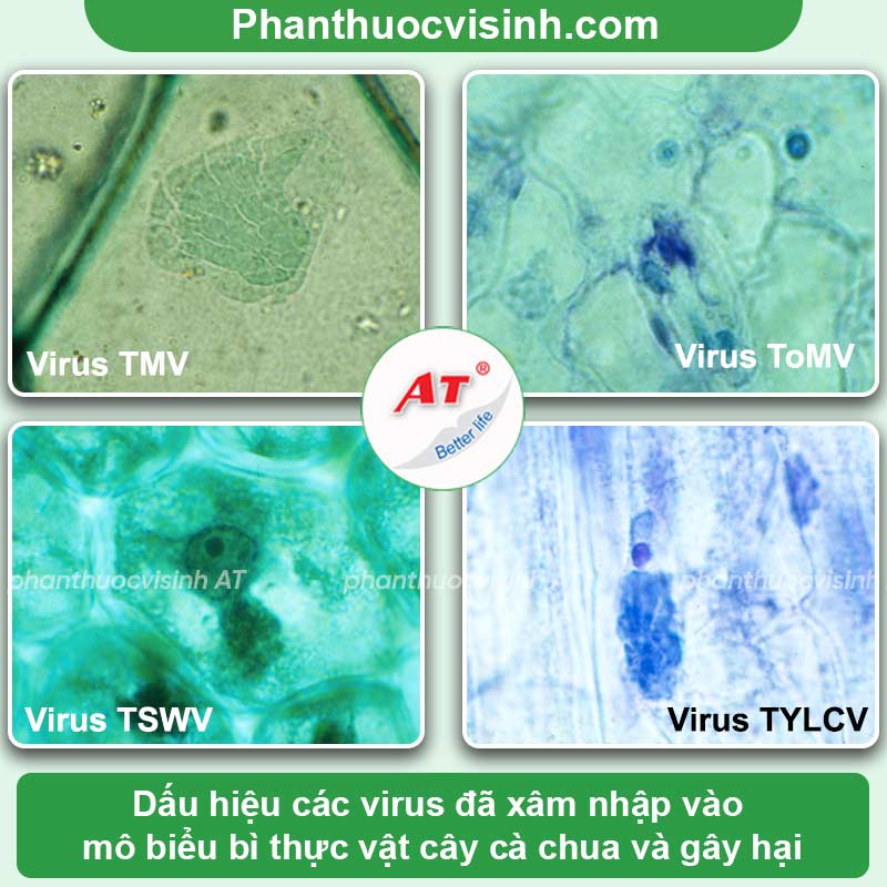 Phòng trừ bệnh virus trên cây cà chua nhanh chóng, hiệu quả