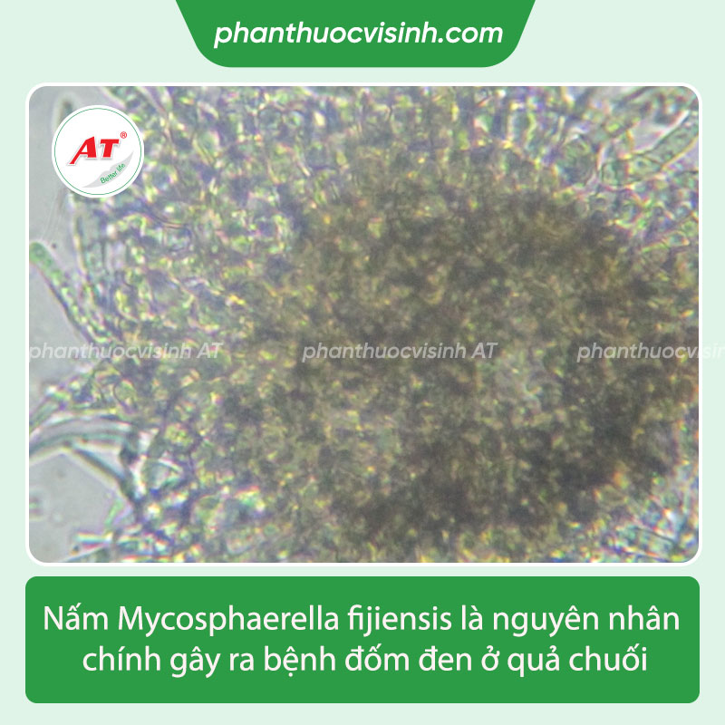 Thuốc đặc trị bệnh đốm đen trên quả chuối