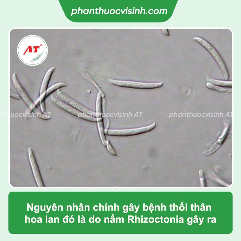 Lan bị thối thân: Nguyên nhân, dấu hiệu và cách phòng trị