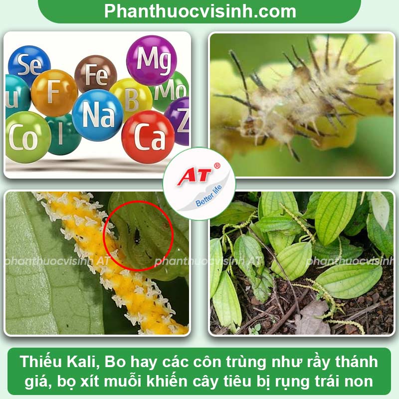 Xử lý cây tiêu bị rụng trái non và biện pháp phòng ngừa