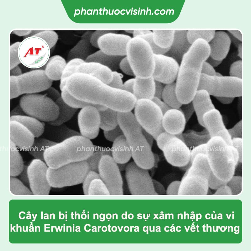 Lan bị thối ngọn: Nguyên nhân do đâu & Cách phòng trừ 2 Lan bị thối ngọn: Nguyên nhân, cách phòng trừ hiệu quả