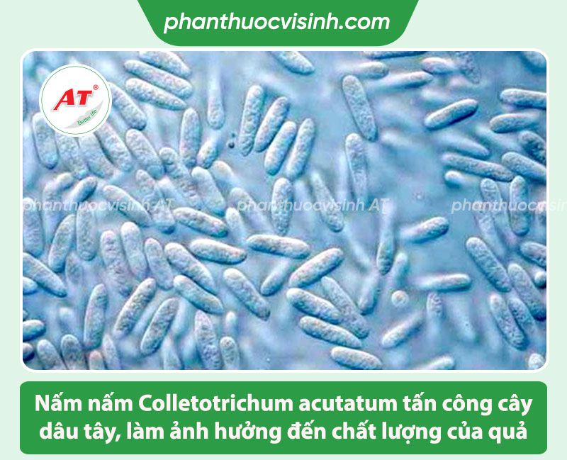 Bệnh đốm đen dâu tây: Nguyên nhân do đâu và Cách phòng trị
