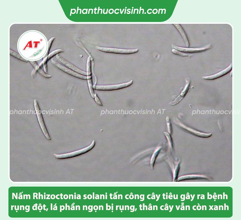 Bệnh rụng đốt trên cây tiêu: Nguyên nhân & Cách phòng trị