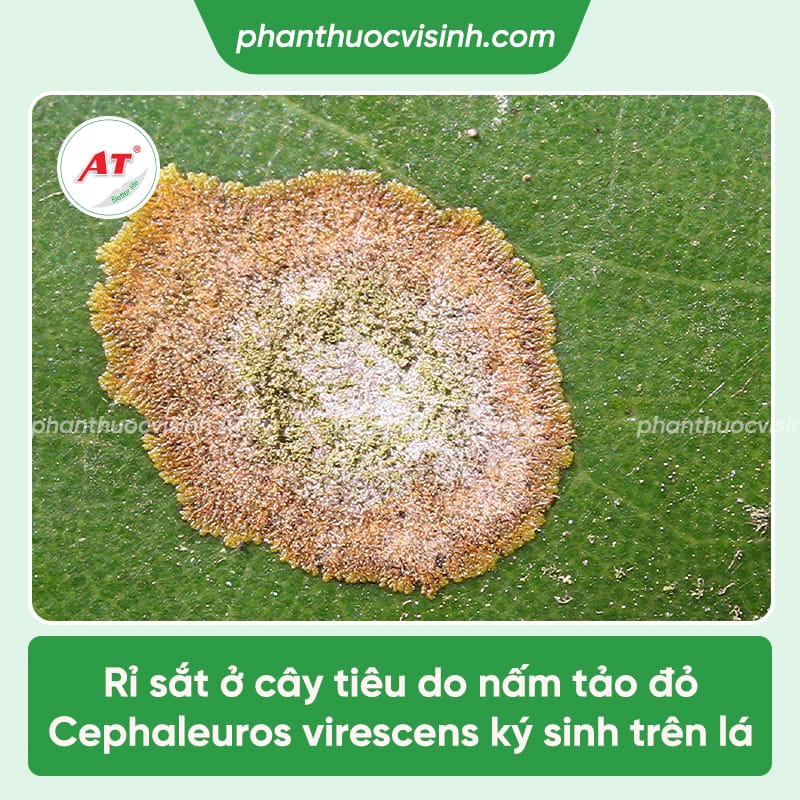 Tác hại của bệnh rỉ sắt trên cây tiêu và cách phòng trị