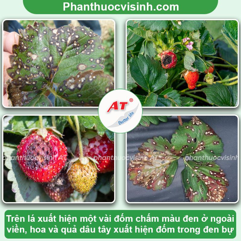 Bệnh đốm đen dâu tây: Nguyên nhân do đâu và Cách phòng trị
