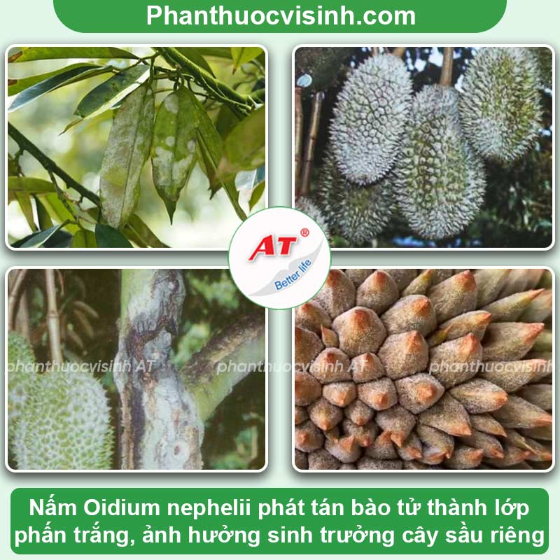 Nguyên nhân bệnh phấn trắng trên sầu riêng & Cách phòng trị