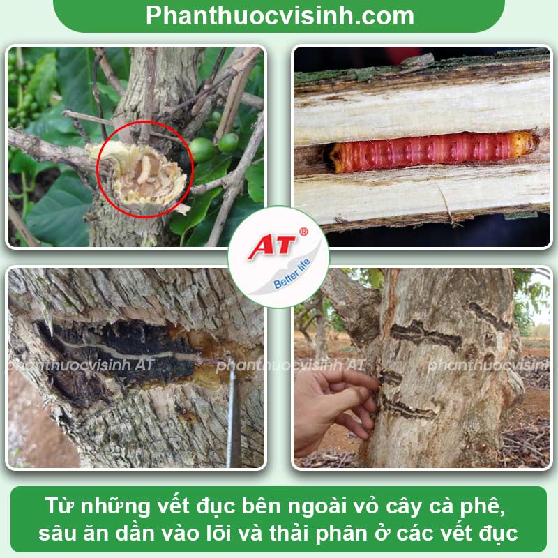 Cách phòng trừ sâu đục thân cà phê an toàn, hiệu quả