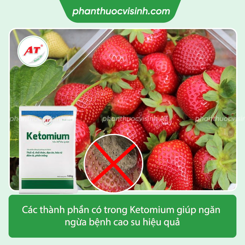 Cách phòng trị bệnh cao su dâu tây & Nguyên nhân do đâu? 3 Bệnh cao su dâu tây: Nguyên nhân & cách phòng trị