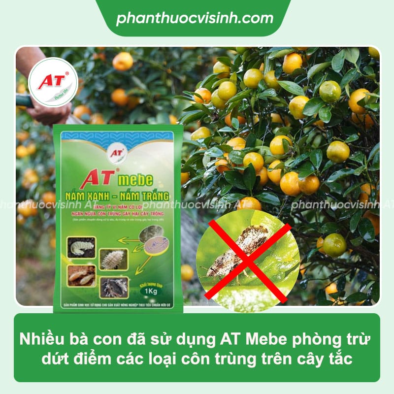 Cách chiết cây tắc tắc đơn giản mà không phải ai cũng biết