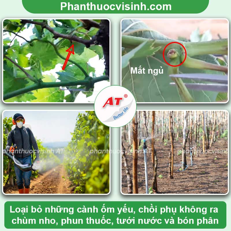 Chăm sóc nho sau thu hoạch mau hồi phục, xanh lá, đứng cây 3 Chia sẻ bí quyết chăm sóc nho sau thu hoạch đúng cách