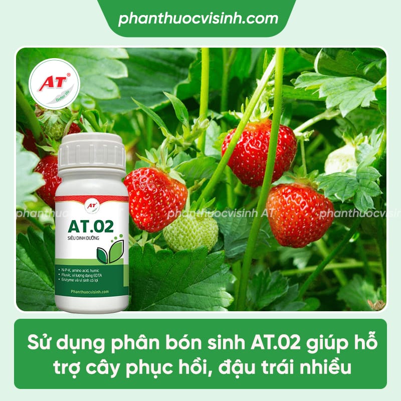 Quy trình chăm sóc dâu tây sau thu hoạch nhanh hồi phục