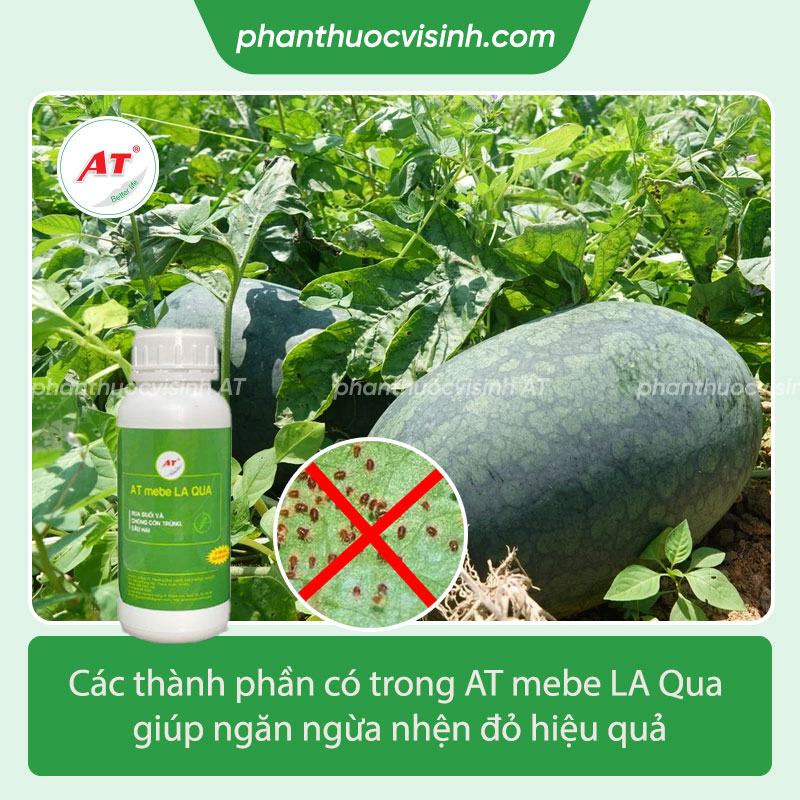 Tìm hiểu nhện đỏ hại dưa hấu và cách phòng ngừa