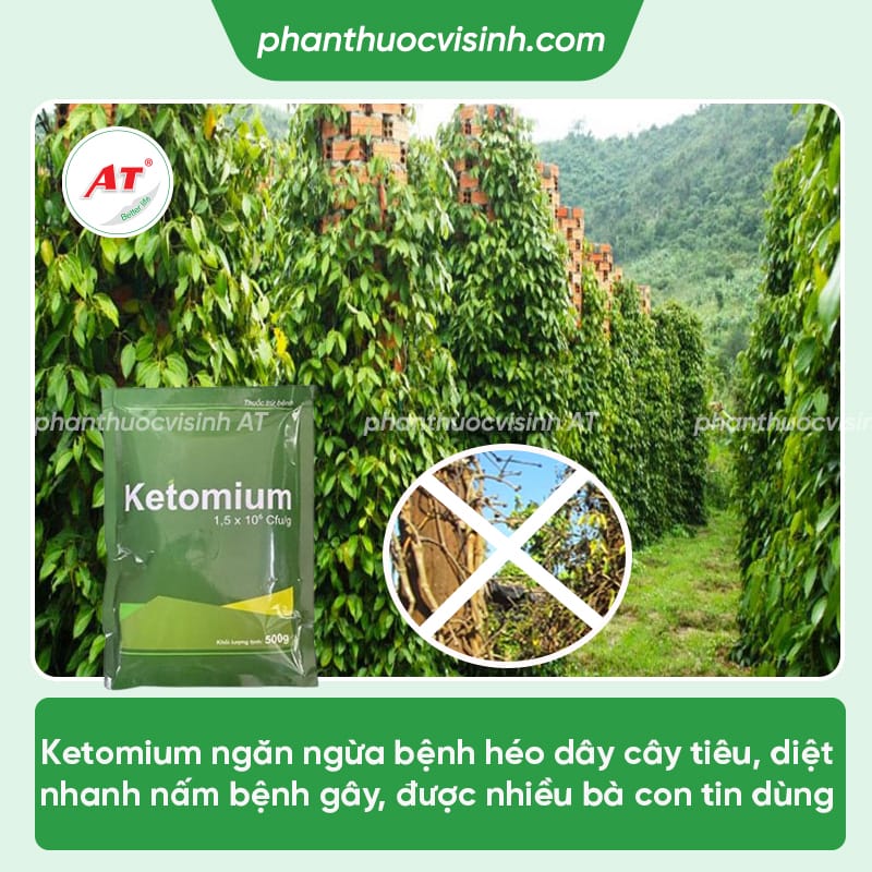 Bệnh héo dây trên cây tiêu - Dấu hiệu, nguyên nhân và cách phòng trị