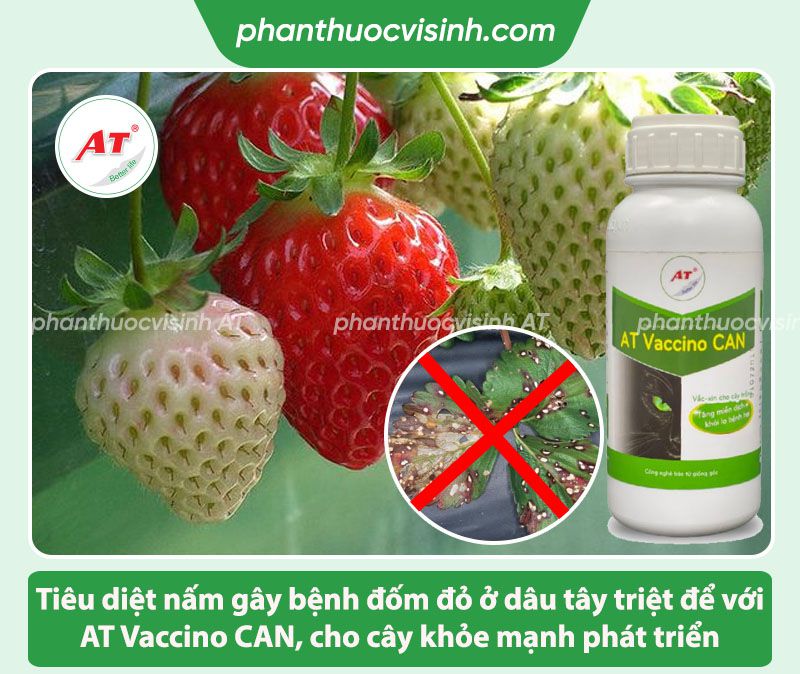 Bệnh đốm đỏ dâu tây: Nguyên nhân do đâu & Cách phòng trị