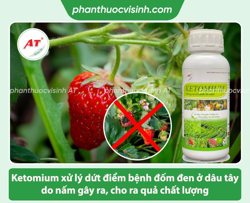 Bệnh đốm đen dâu tây: Nguyên nhân do đâu và Cách phòng trị