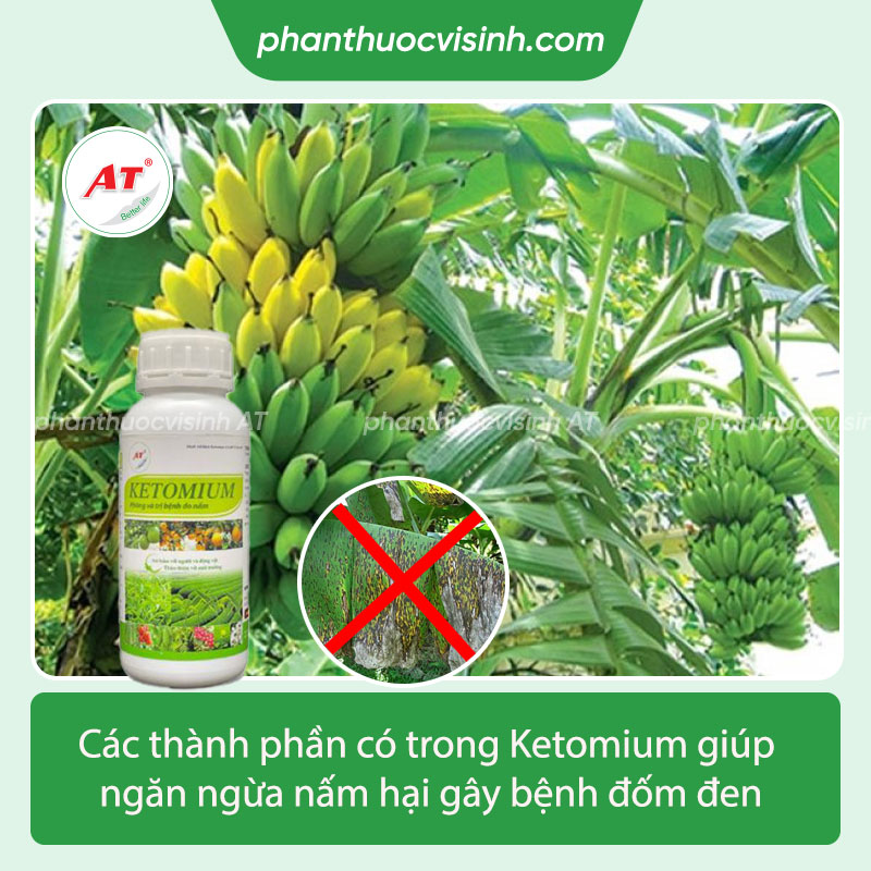 Thuốc đặc trị bệnh đốm đen trên quả chuối