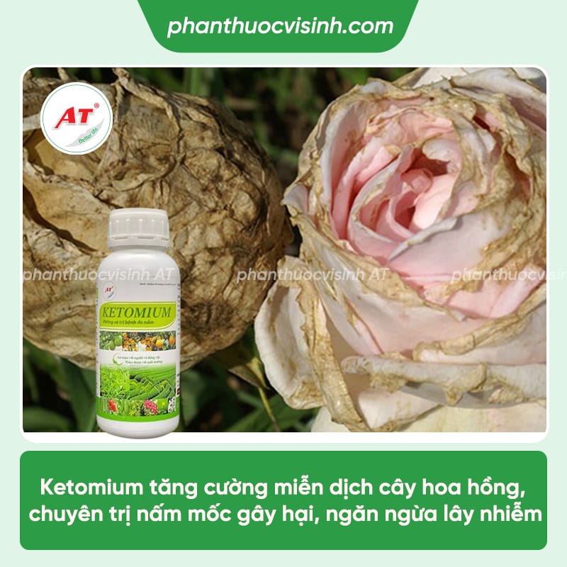 Bệnh mốc xám hoa hồng - Nguyên nhân và cách phòng trị